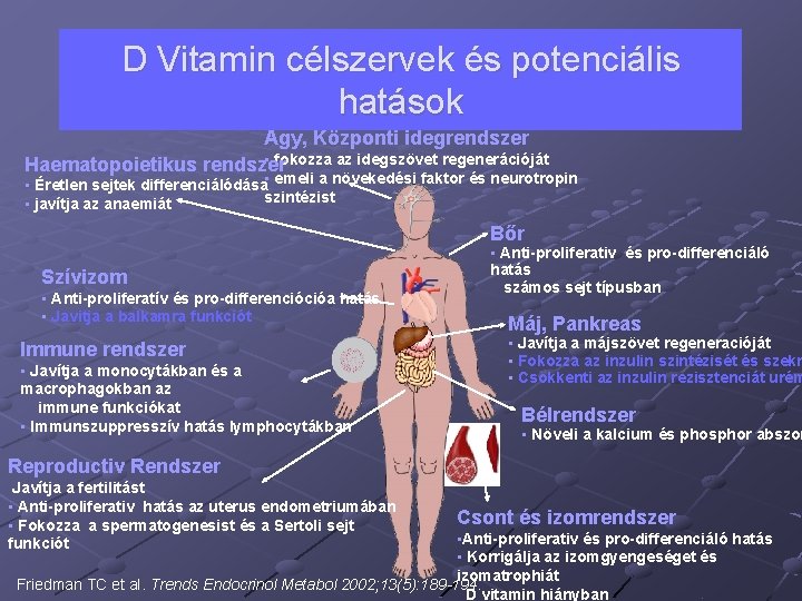 D Vitamin célszervek és potenciális hatások Agy, Központi idegrendszer • fokozza az idegszövet regenerációját