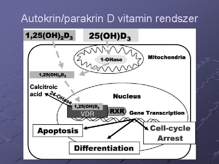 Autokrin/parakrin D vitamin rendszer 