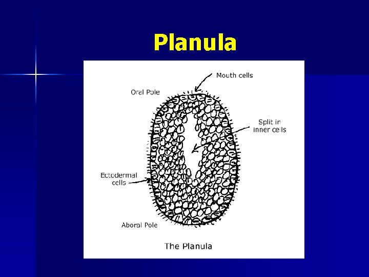 Planula 