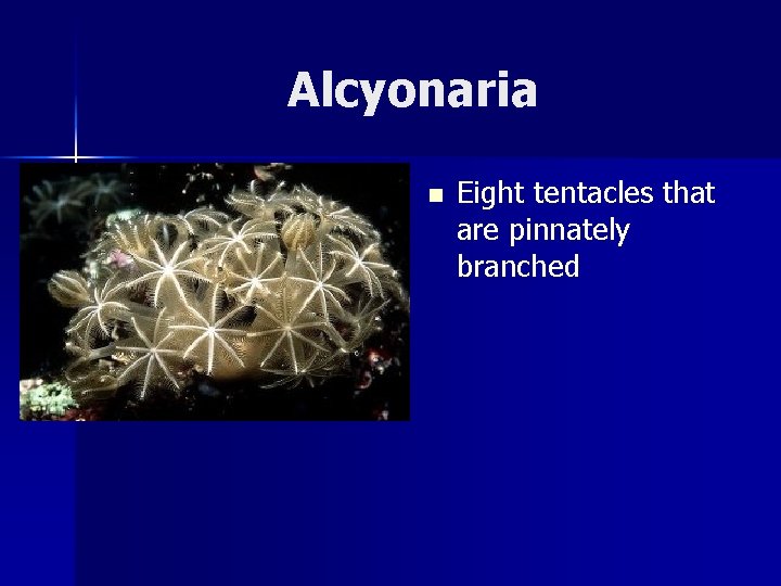 Alcyonaria n Eight tentacles that are pinnately branched 