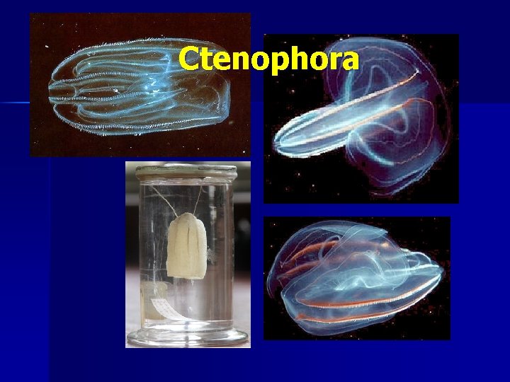 Ctenophora 