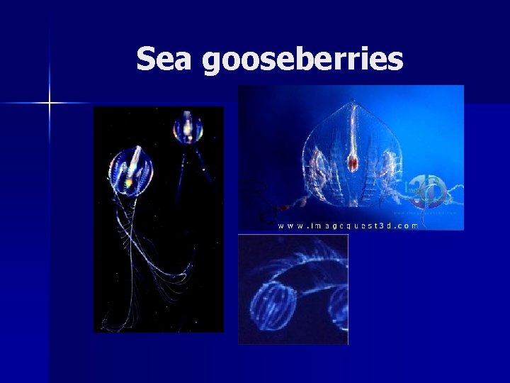 Sea gooseberries 