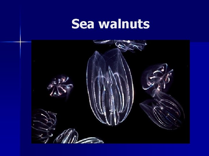 Sea walnuts 