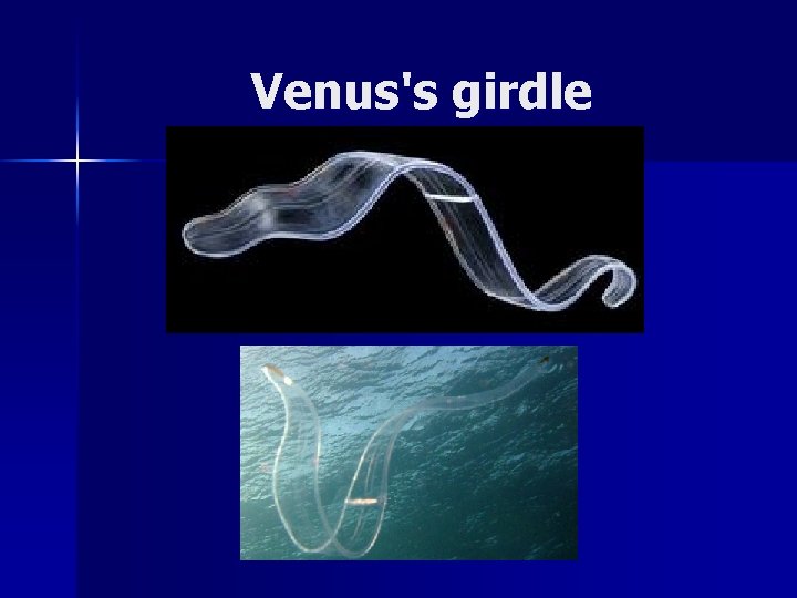 Venus's girdle 