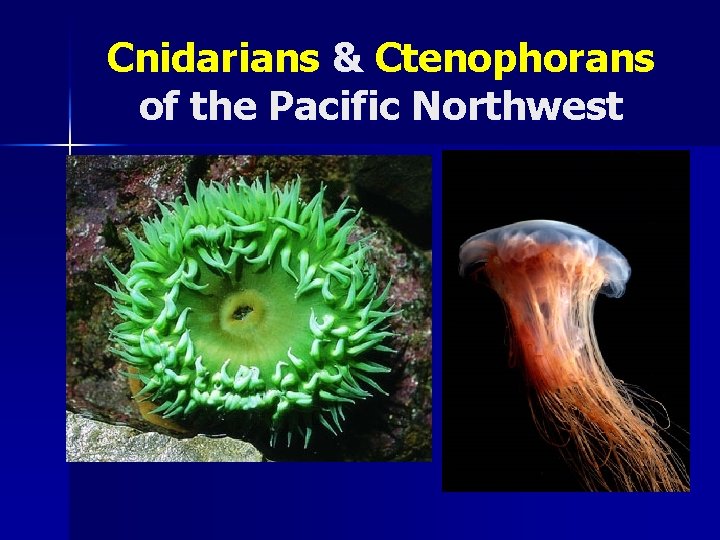 Cnidarians & Ctenophorans of the Pacific Northwest 