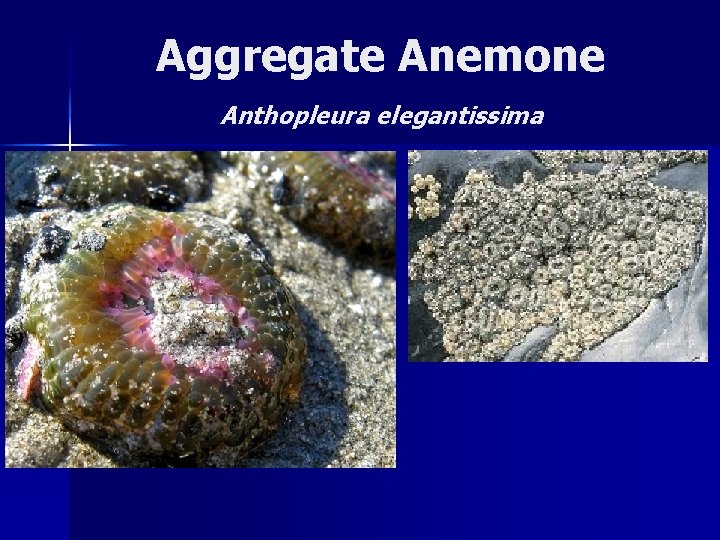 Aggregate Anemone Anthopleura elegantissima 