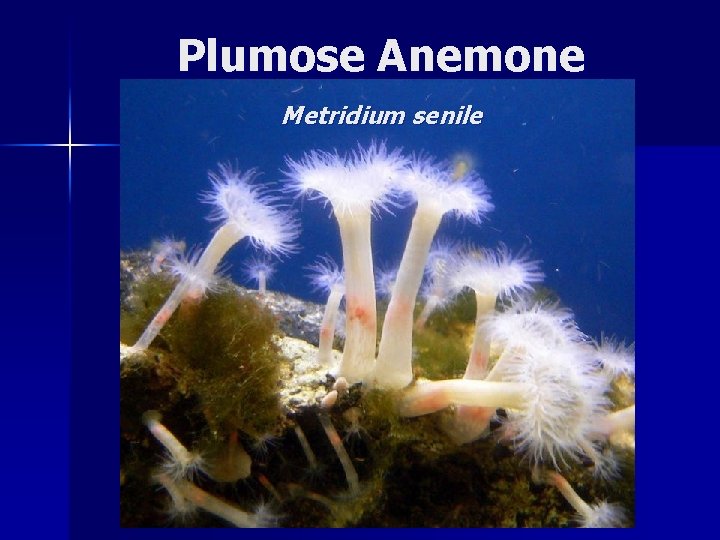 Plumose Anemone Metridium senile 