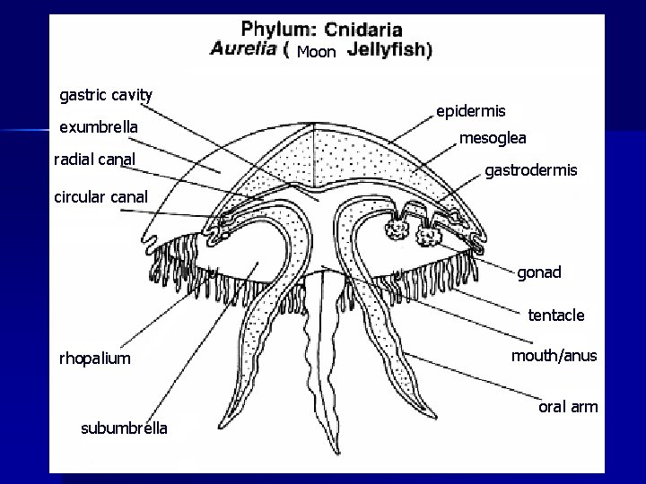 Moon gastric cavity exumbrella radial canal epidermis mesoglea gastrodermis circular canal gonad tentacle rhopalium