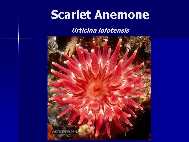 Scarlet Anemone Urticina lofotensis 