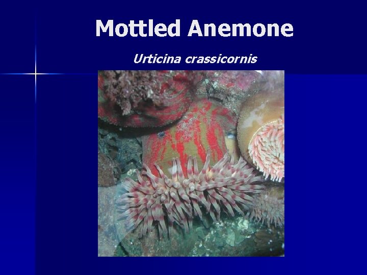 Mottled Anemone Urticina crassicornis 