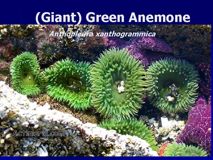 (Giant) Green Anemone Anthopleura xanthogrammica 