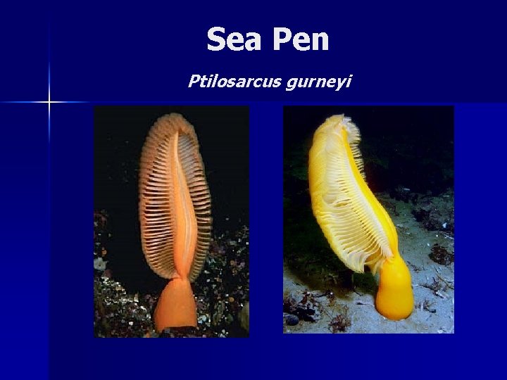 Sea Pen Ptilosarcus gurneyi 