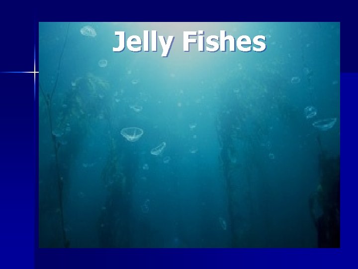 Jelly Fishes 