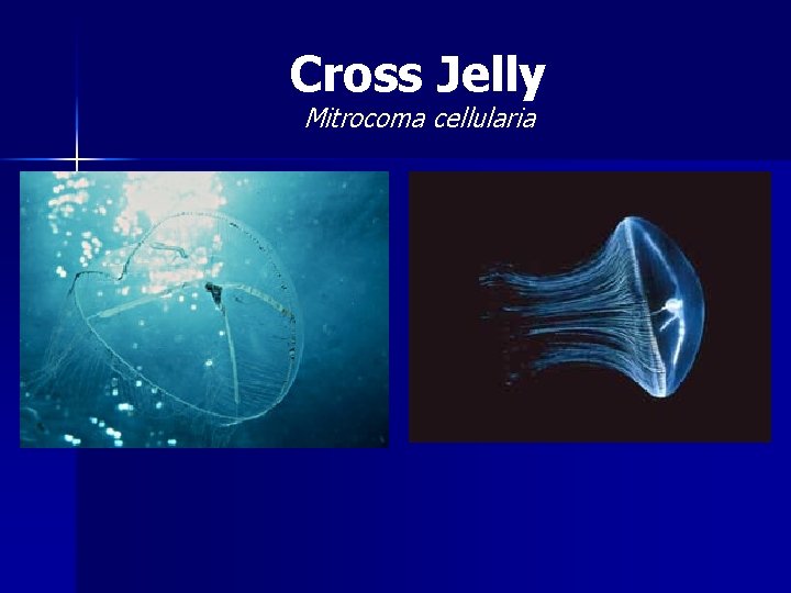 Cross Jelly Mitrocoma cellularia 