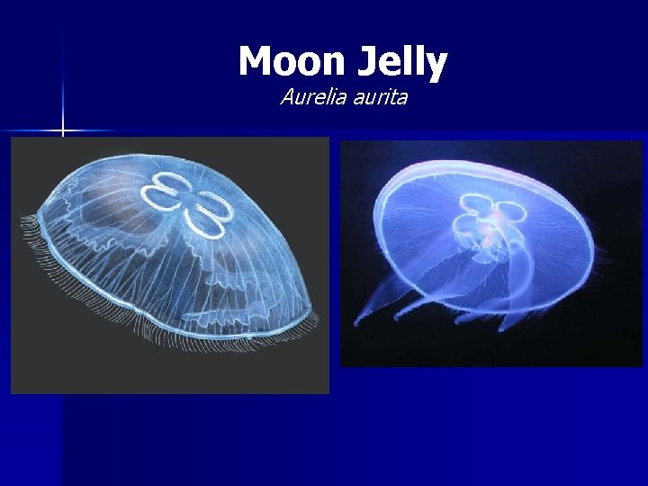 Moon Jelly Aurelia aurita 