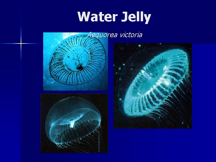 Water Jelly Aequorea victoria 
