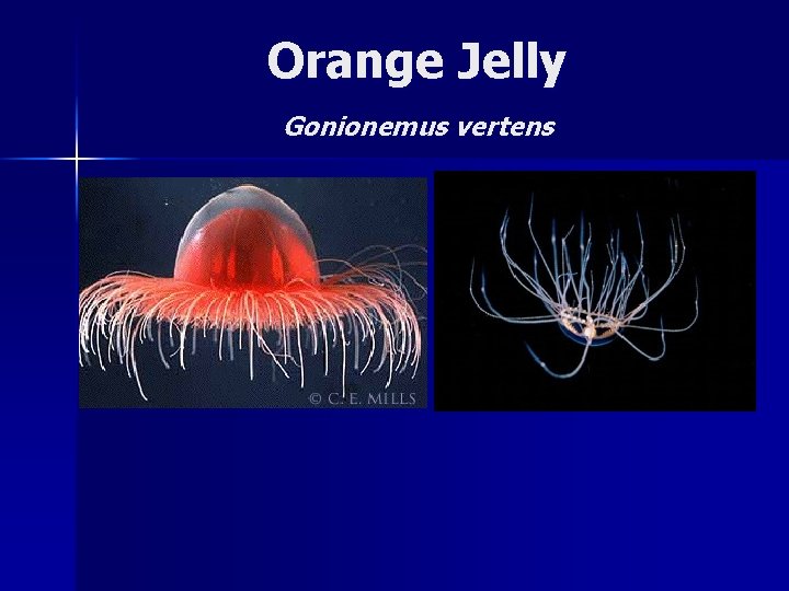 Orange Jelly Gonionemus vertens 