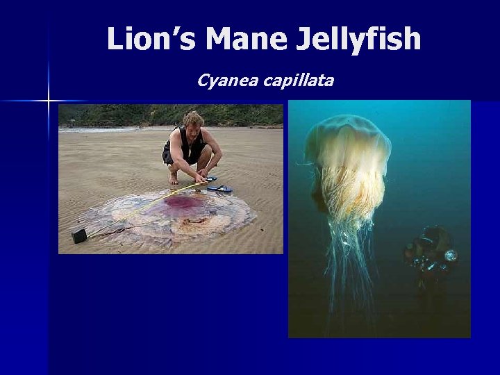 Lion’s Mane Jellyfish Cyanea capillata 