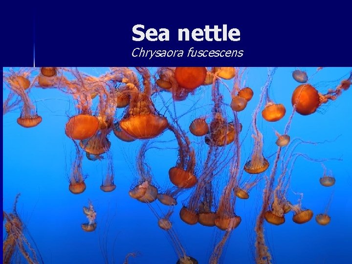 Sea nettle Chrysaora fuscescens 