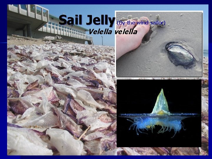 Sail Jelly (By-the-wind-sailor) Velella velella 