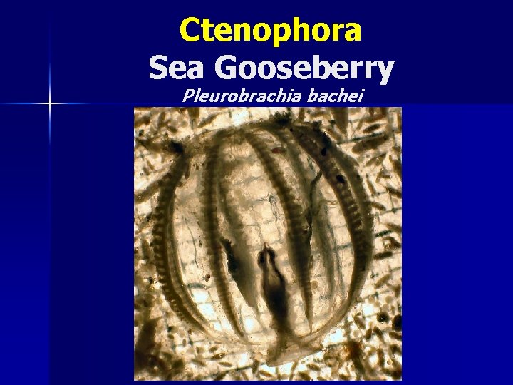 Ctenophora Sea Gooseberry Pleurobrachia bachei 