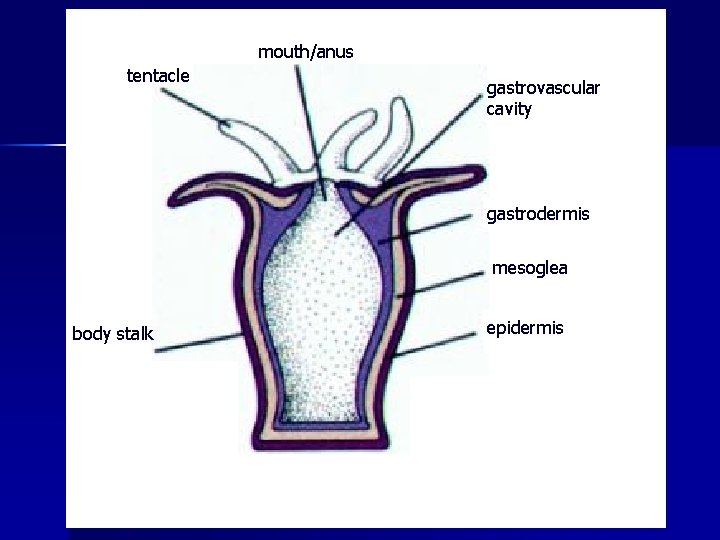 mouth/anus tentacle gastrovascular cavity gastrodermis mesoglea body stalk epidermis 