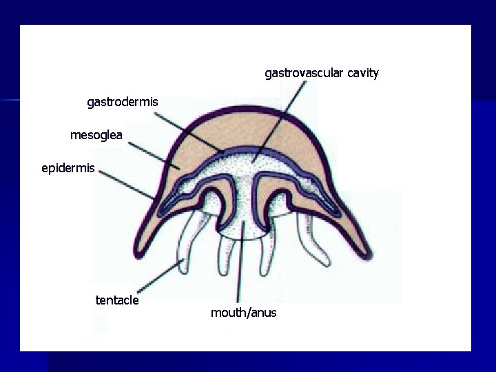 gastrovascular cavity gastrodermis mesoglea epidermis tentacle mouth/anus 