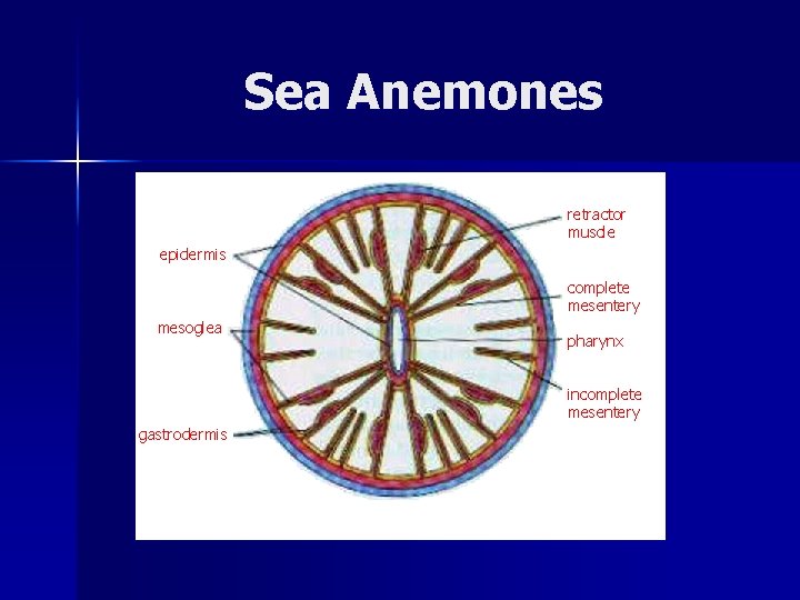 Sea Anemones retractor muscle epidermis complete mesentery mesoglea pharynx incomplete mesentery gastrodermis 