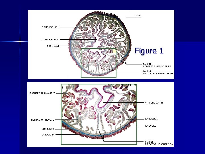 n Figure 1 