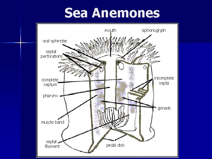 Sea Anemones mouth siphonoglyph oral sphincter septal perforations incomplete septa complete septum pharynx gonads