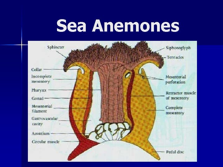 Sea Anemones 