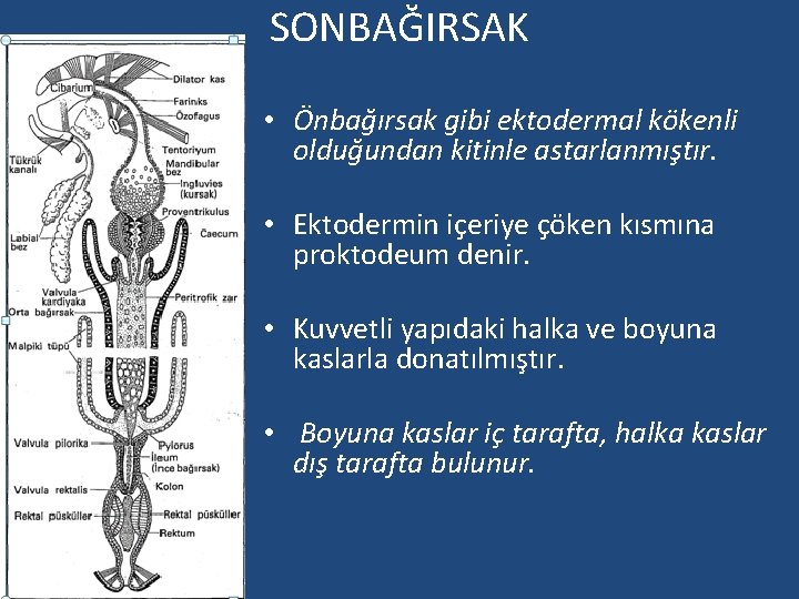 SONBAĞIRSAK • Önbağırsak gibi ektodermal kökenli olduğundan kitinle astarlanmıştır. • Ektodermin içeriye çöken kısmına