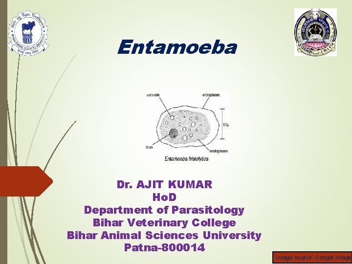 Entamoeba Dr. AJIT KUMAR Ho. D Department of Parasitology Bihar Veterinary College Bihar Animal