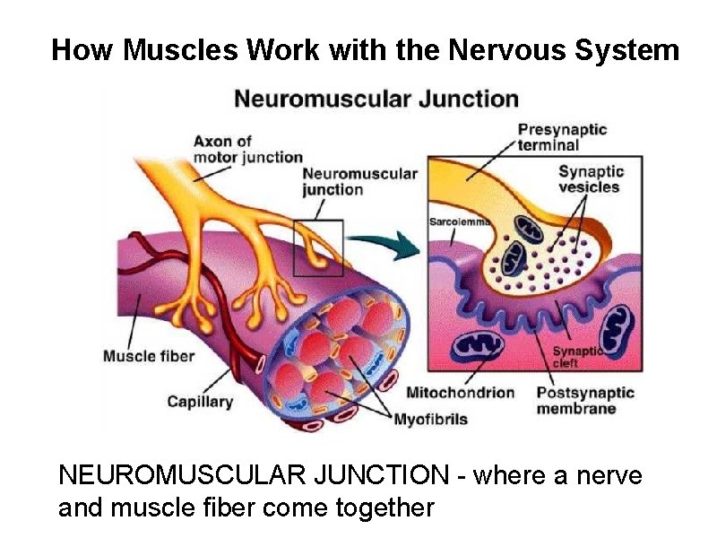 How Muscles Work with the Nervous System NEUROMUSCULAR JUNCTION - where a nerve and