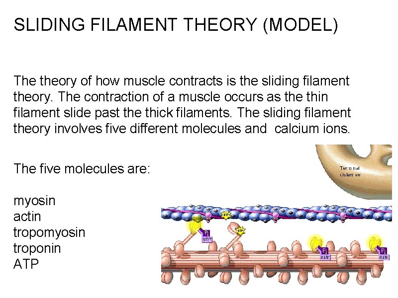 SLIDING FILAMENT THEORY (MODEL) The theory of how muscle contracts is the sliding filament