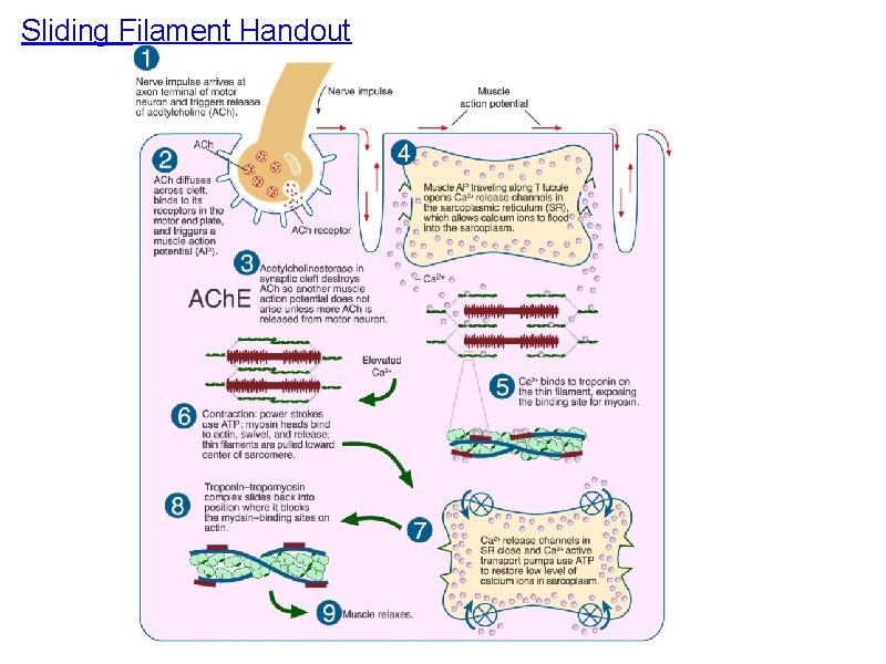 Sliding Filament Handout 