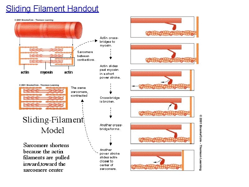 Sliding Filament Handout 