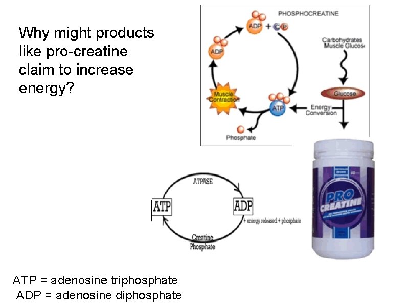 Why might products like pro-creatine claim to increase energy? ATP = adenosine triphosphate ADP