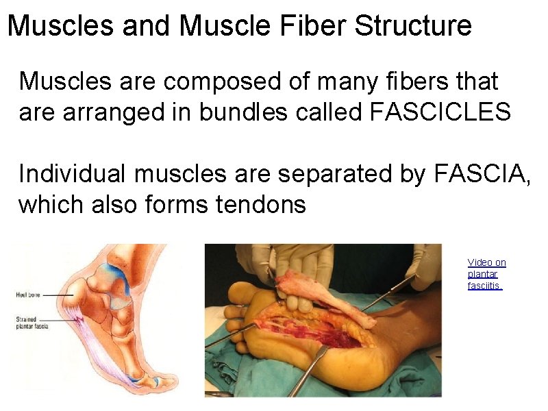 Muscles and Muscle Fiber Structure Muscles are composed of many fibers that are arranged