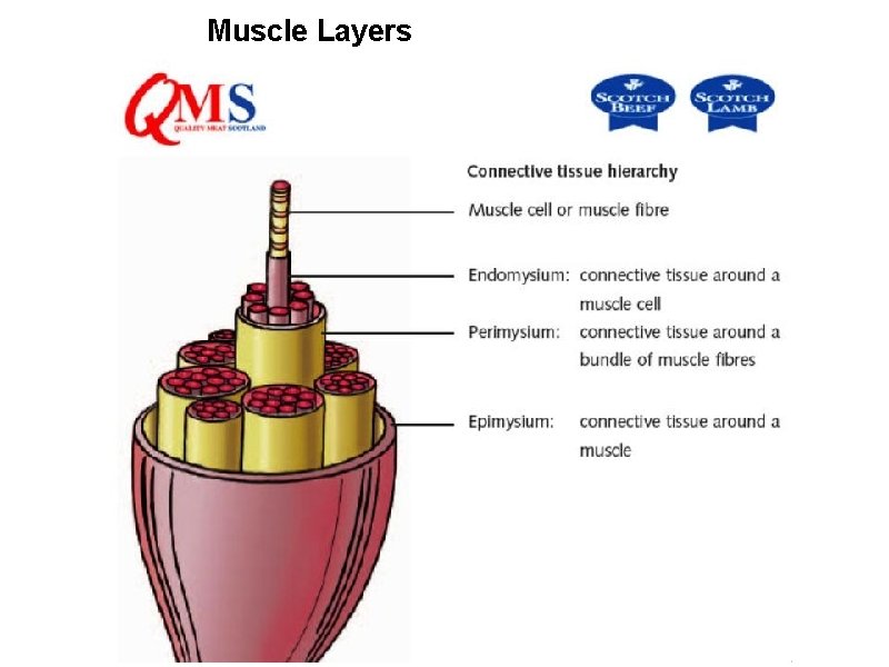 Muscle Layers 