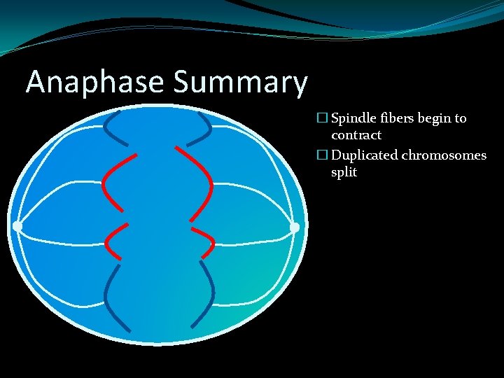 Anaphase Summary � Spindle fibers begin to contract � Duplicated chromosomes split Anaphase Summary � Spindle fibers begin to contract � Duplicated chromosomes split