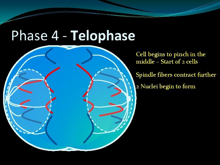 Phase 4 - Telophase Cell begins to pinch in the middle – Start of Phase 4 - Telophase Cell begins to pinch in the middle – Start of