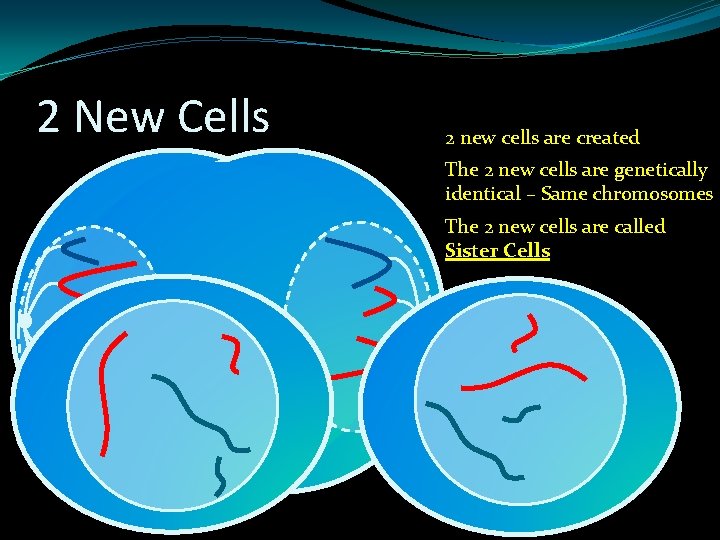 2 New Cells 2 new cells are created The 2 new cells are genetically 2 New Cells 2 new cells are created The 2 new cells are genetically