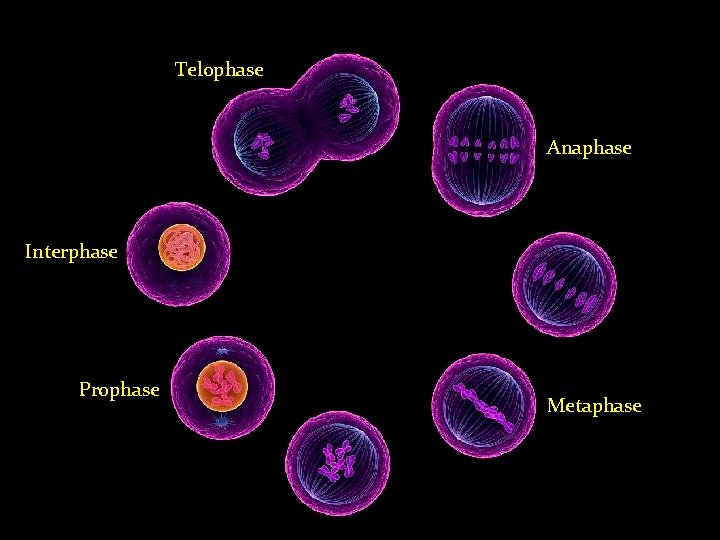 Telophase Anaphase Interphase Prophase Metaphase Telophase Anaphase Interphase Prophase Metaphase