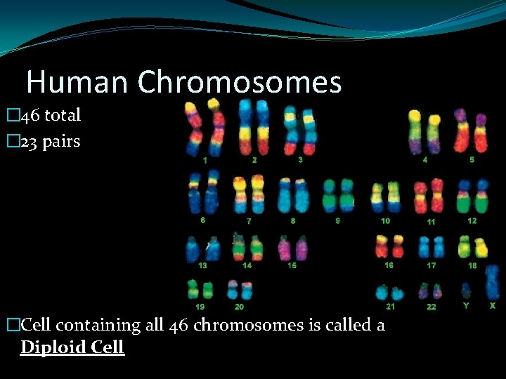 Human Chromosomes � 46 total � 23 pairs �Cell containing all 46 chromosomes is Human Chromosomes � 46 total � 23 pairs �Cell containing all 46 chromosomes is