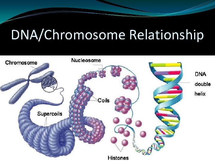 DNA/Chromosome Relationship DNA/Chromosome Relationship