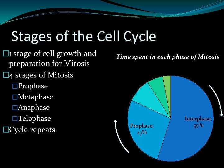 Stages of the Cell Cycle � 1 stage of cell growth and preparation for Stages of the Cell Cycle � 1 stage of cell growth and preparation for