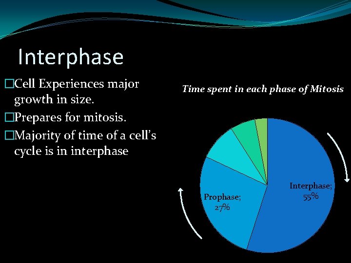 Interphase �Cell Experiences major growth in size. �Prepares for mitosis. �Majority of time of Interphase �Cell Experiences major growth in size. �Prepares for mitosis. �Majority of time of