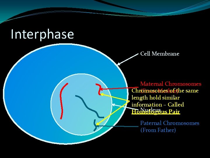 Interphase Cell Membrane Maternal Chromosomes of the same (From Mother) length hold similar information Interphase Cell Membrane Maternal Chromosomes of the same (From Mother) length hold similar information