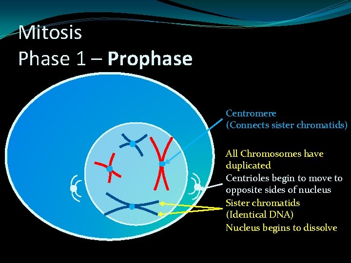 Mitosis Phase 1 – Prophase Centromere (Connects sister chromatids) All Chromosomes have duplicated Centrioles Mitosis Phase 1 – Prophase Centromere (Connects sister chromatids) All Chromosomes have duplicated Centrioles
